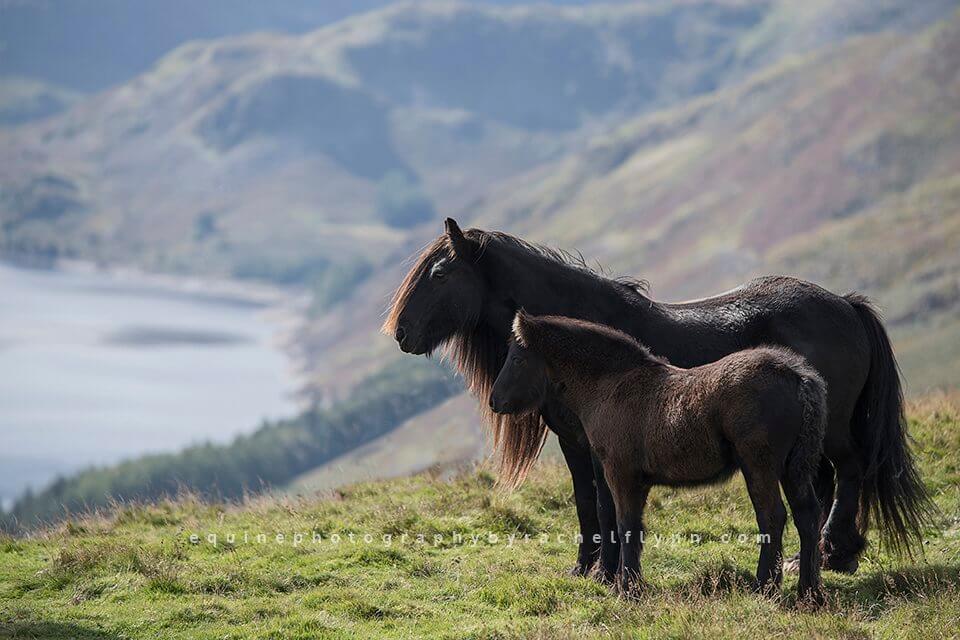 Equine Photography by Rachel Flynn